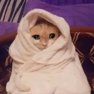 😢 191903f1 cat, kitten, towel, cute, sad, animal, pet telegram sticker