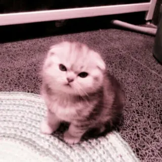 😠 38105acf kitten, cat, cute, pet, animal, scottish fold telegram sticker