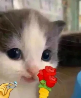 💍 3d113002 kitten, cat, rose, proposal, cute, animal telegram sticker