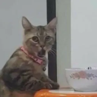 😳 3f97b8d7 cat, pet, kitten, animal, domestic cat, yawning telegram sticker