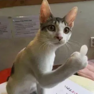 🖕 61e777ae cat, thumbs up, animal, meme, cute, domestic animal telegram sticker