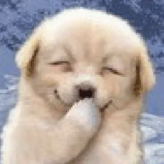 😁 65839f1e puppy, dog, cute, golden retriever, animal, pet, smiling telegram sticker