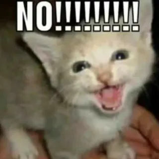 😠 6798698b NO!!!!!!!!!! cat, kitten, meme, no, funny, animal telegram sticker