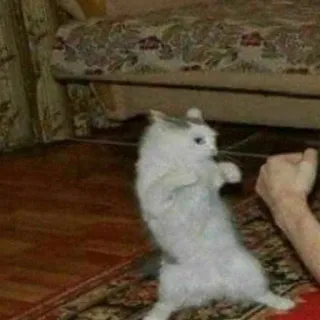 😠 69df3cf0 cat, animal, kitten, cute, domestic animal, pose, playing telegram sticker