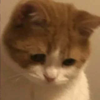 😞 7f33f428 cat, pet, animal, domestic, feline telegram sticker