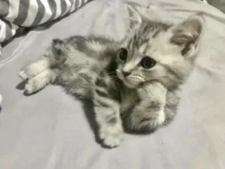 😒 d0d76d10 cat, kitten, cute, animal, pet, feline, domestic telegram sticker