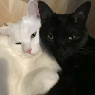 🫂 e69c7598 cats, black cat, white cat, pets, animals, cute, friendship telegram sticker