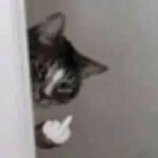 🖕 ebbb96ec cat, middle finger, offensive, meme, animal, pet, rude telegram sticker