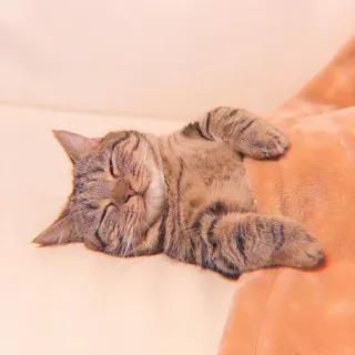 🐯 1ba27c94 แมว, นอนหลับ, สัตว์, สัตว์เลี้ยง, น่ารัก, ลายเสือ, ผ่อนคลาย whatsapp sticker