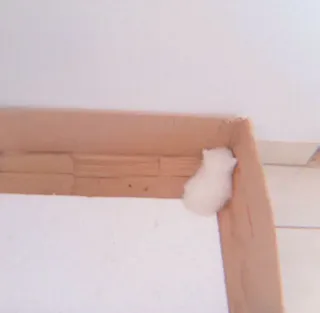 🐯 21d0e829 แฮมสเตอร์, สัตว์เลี้ยง, สัตว์, สัตว์ฟันแทะ whatsapp sticker