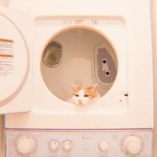 🐯 27272647 แมว, สัตว์, เครื่องอบผ้า, น่ารัก, สัตว์เลี้ยง, แมวบ้าน, ซักผ้า whatsapp sticker