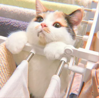 🐯 27891792 แมว, น่ารัก, สัตว์, สัตว์เลี้ยง, ลูกแมว, สัตว์เลี้ยง whatsapp sticker