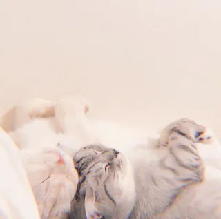 🐯 47223873 แมว, แมวหลายตัว, สัตว์, สัตว์ต่างๆ, นอนหลับ, กำลังนอน, น่ารัก, สัตว์เลี้ยง whatsapp sticker