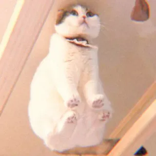 🐯 4739e3e6 แมว, ลูกแมว, น่ารัก, สัตว์, สัตว์เลี้ยง, บ้าน whatsapp sticker