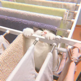 🐯 47756dda แมว, ลูกแมว, ซักผ้า, ผ้าขนหนู, น่ารัก, สัตว์เลี้ยง, สัตว์ whatsapp sticker