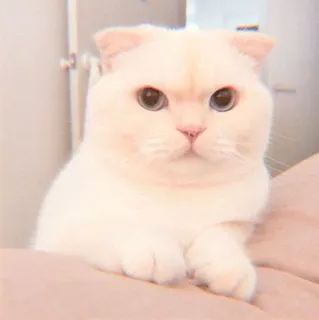🐯 480adc04 แมว, น่ารัก, สัตว์, สัตว์เลี้ยง, สัตว์ตระกูลแมว, สกอตติชโฟลด์, แมวขาว whatsapp sticker