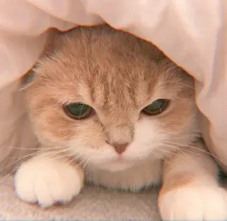 🐯 6552847b แมว, น่ารัก, สัตว์, สัตว์เลี้ยง, ลูกแมว, น่าเอ็นดู, ปุย, แมวบ้าน whatsapp sticker