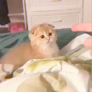 🐯 6f1255d7 แมว, ลูกแมว, น่ารัก, สัตว์, สัตว์เลี้ยง, แมวบ้าน whatsapp sticker