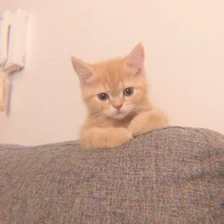 🐯 764355fe ลูกแมว, แมว, น่ารัก, ส้มลายเสือ, สัตว์เลี้ยง, สัตว์, แมวบ้าน whatsapp sticker