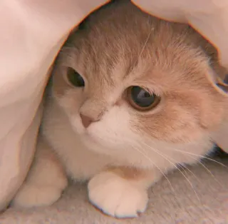 🐯 79d37e32 แมว, น่ารัก, ลูกแมว, สัตว์เลี้ยง, สัตว์, แมวบ้าน, ผ้าห่ม, น่าเอ็นดู whatsapp sticker