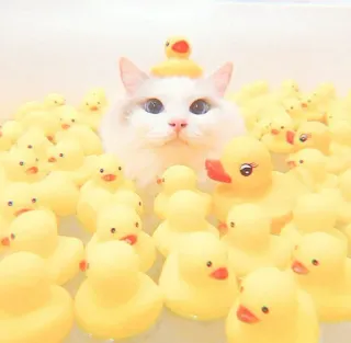 🐯 8057b76f แมว, เป็ดยาง, เป็ด, สัตว์, อาบน้ำ, น่ารัก, คาวาอิ whatsapp sticker