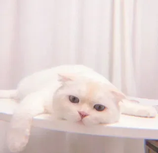 🐯 94251a02 แมว, สัตว์, เลี้ยง, สีขาว, น่ารัก, สัตว์เลี้ยง, แมว, สก็อตติชโฟลด์ whatsapp sticker