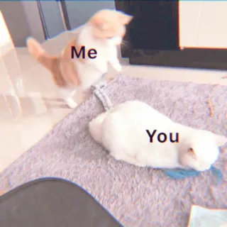 🐯 a204bcde Me
You แมว, มีม, แมว, สัตว์, ตลก whatsapp sticker