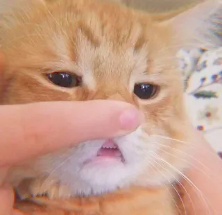 🐯 bbdc724f แมว, ตลก, สัตว์เลี้ยง, สัตว์, สีส้ม, น่ารัก, แมวบ้าน whatsapp sticker