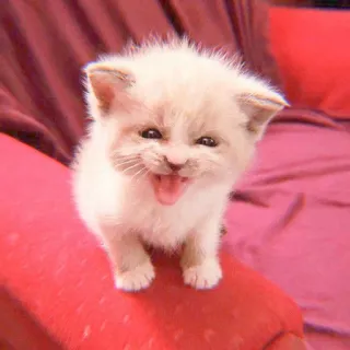 🐯 d92ec588 ลูกแมว, แมว, สัตว์, น่ารัก, ตระกูลแมว, สัตว์เลี้ยง, แมวบ้าน whatsapp sticker