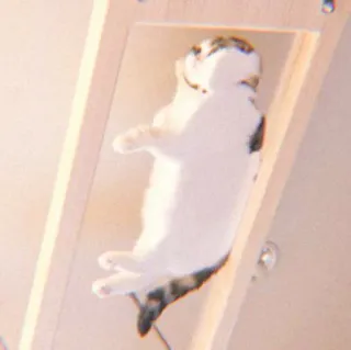 🐯 e99ed6e1 แมว, สัตว์, นอนหลับ, น่ารัก, สัตว์ตระกูลแมว, แมวบ้าน whatsapp sticker