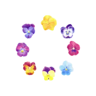 👿 17408168 Blume, Stiefmütterchen, Blumenmuster, Natur, Pflanze whatsapp sticker