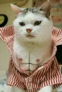 😎 07494302 gatto, divertente, maglietta, addominali, animale domestico, meme, animale telegram sticker