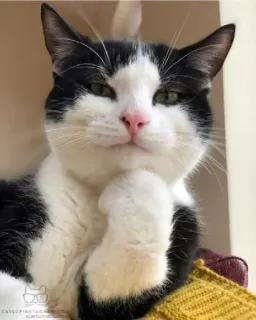 🤔 0b4cb65f CATEOFINSTAGRAM
CATEOFINSTAGRAM
CATEOFINSTAGRAM gatto, bianco e nero, animale domestico, animale, gatto domestico, gatto tuxedo telegram sticker