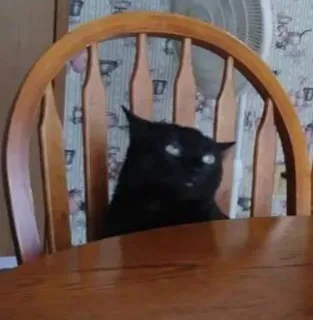 🙄 1942dd16 gatto nero, gatto, sedia, animale domestico, animale da compagnia, animale telegram sticker