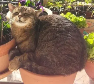 ☺️ 1d0217c5 gatto, carino, animale domestico, animale, felino, vaso di fiori, gatto domestico telegram sticker