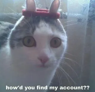 😐 1f7f0b45 how'd you find my account?? gatto, animale, meme, divertente, animale domestico telegram sticker