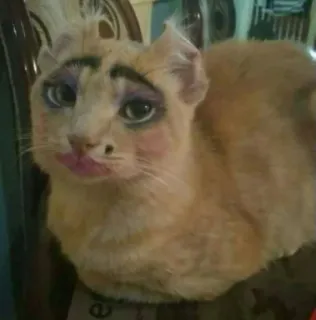 💋 2d633d96 gatto, trucco, animale, animale domestico, divertente, carino telegram sticker