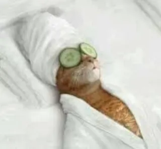 😎 445ba67f gatto, spa, relax, cetriolo, asciugamano, cura di sé, animale telegram sticker