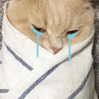 😭 44ce3ddc gatto, piangere, triste, lacrime, avvolto, carino, animale telegram sticker
