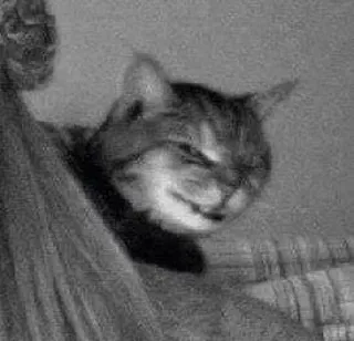 😒 4abf33ed gatto, animale, animale domestico, felino, animale domestico, mammifero telegram sticker