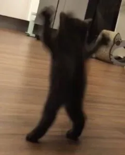 💃 4b243552 gatto, animale, gatto domestico, umoristico, in piedi, ballo telegram sticker