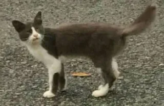 ❓ 4ca86057 gatto, animale, animale domestico, animale da compagnia, gattino telegram sticker