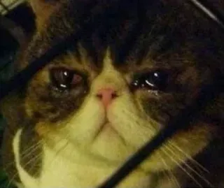 😭 5a77937f gatto, piangendo, triste, meme, animale, animale domestico, occhiali telegram sticker