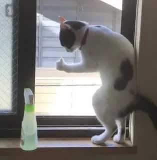 k o c h e n g telegram stickers