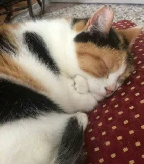 😪 6cebe0f9 gatto, dormire, calico, animale domestico, gatto domestico, animale, carino telegram sticker