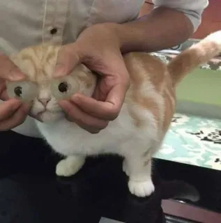 👀 796bd3be gatto, occhi, divertente, animale, carino, animale domestico telegram sticker