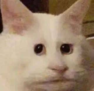 😒 7cb39be3 gatto, meme, triste, divertente, animale telegram sticker