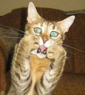 😱 880ff717 gatto, divertente, meme, animale, espressione, pazzo, sorpreso telegram sticker