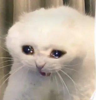 🥺 977f9c5b gatto, triste, piangendo, animale, meme, gatto bianco, emotivo, angosciato telegram sticker