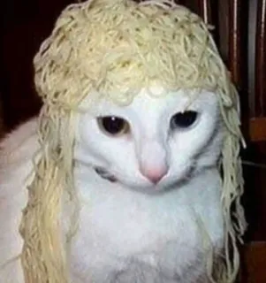 🍜 9bb5d96b gatto, spaghetti, pasta, divertente, parrucca, animale domestico, animale telegram sticker
